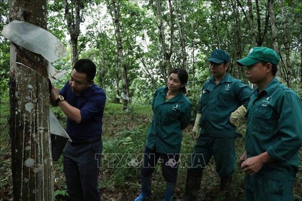 Lai Châu phát triển cây cao su bền vững